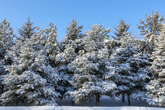 北方雪凇