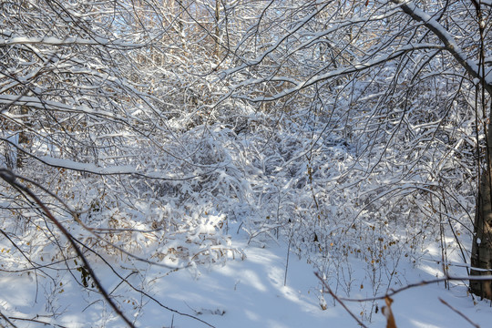 东北雪凇