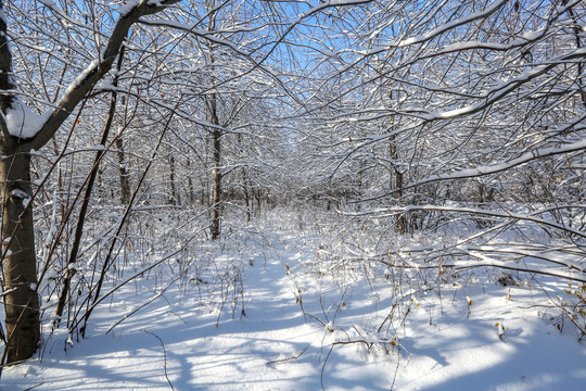 北方雪凇