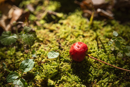 青苔野果子