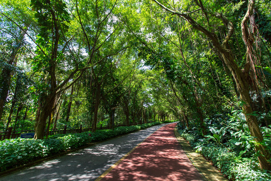 南宁青秀山风景区园林游览步道