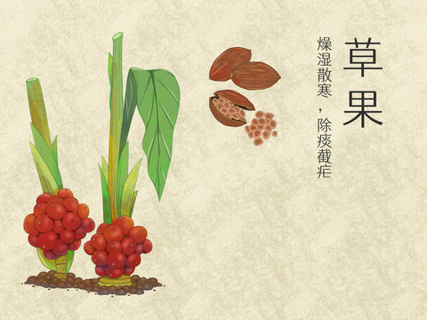 手繪水彩中藥藥材草果插畫