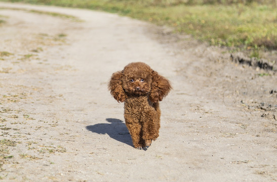 户外玩耍的泰迪犬