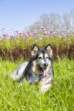 野外玩耍的阿拉斯加犬