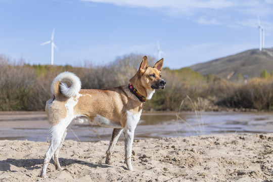 户外玩耍的宠物犬