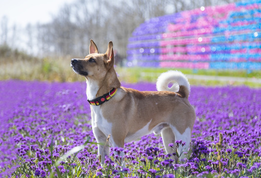 户外玩耍的宠物犬