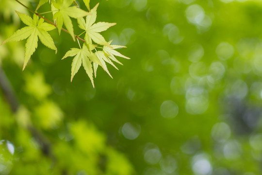 绿色枫叶背景