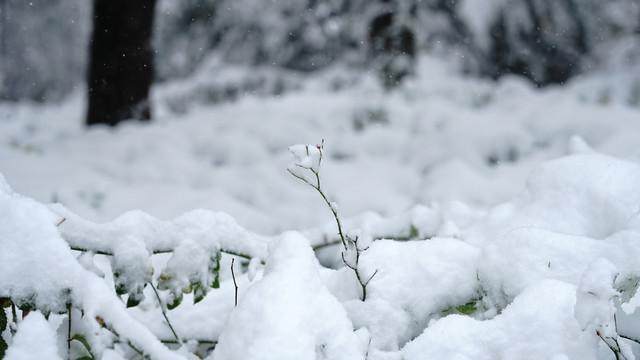 雪景