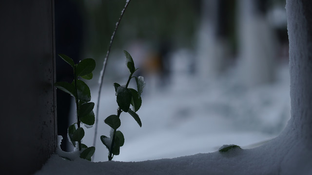 雪景