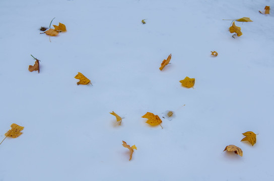 雪地落叶