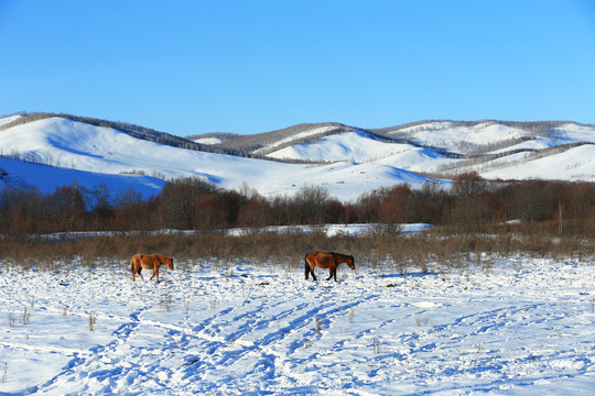 雪原牧场