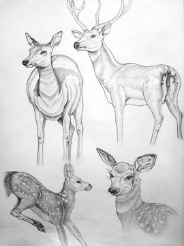 动物素描画（鹿）