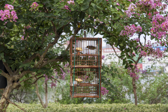 紫薇树上的鸟笼