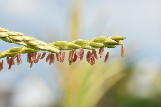 玉米穗花蕊