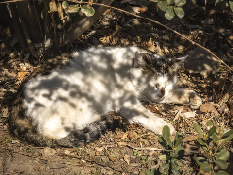 睡觉的猫