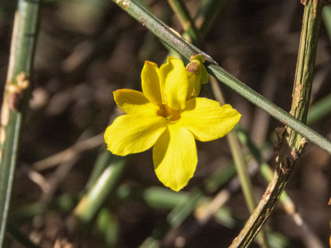 迎春花