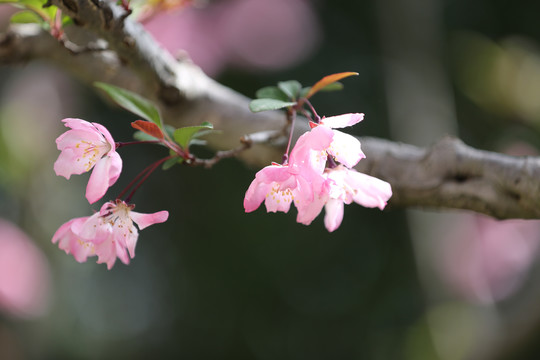 樱花