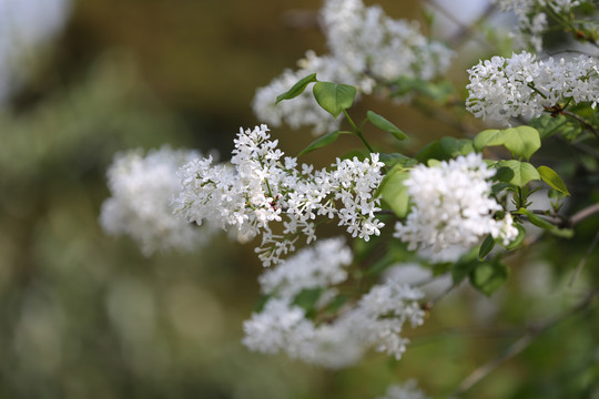 白色丁香花