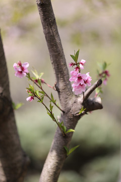 桃花