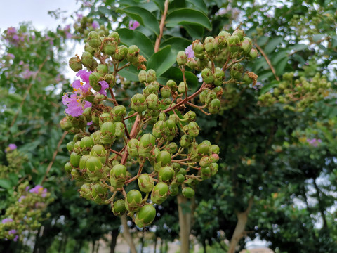 紫薇花果实