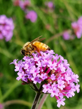 蜜蜂采蜜柳叶马鞭草花