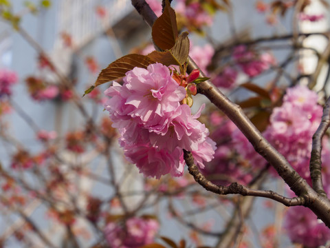 双樱花