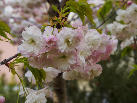 双樱花