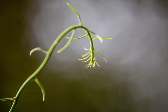 芽