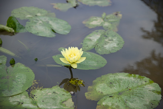 香水莲