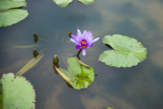 香水莲