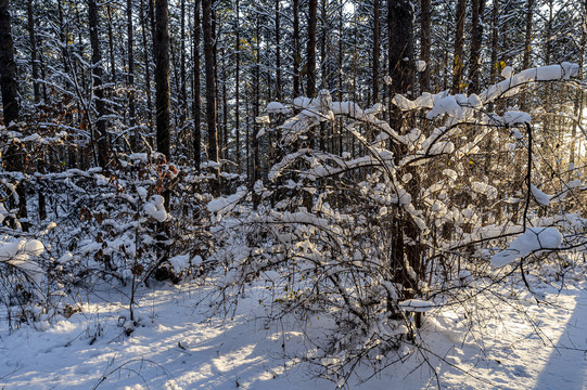 雪后的长春净月潭森林公园风景