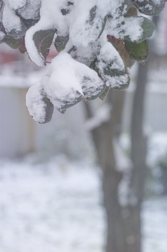 雪树