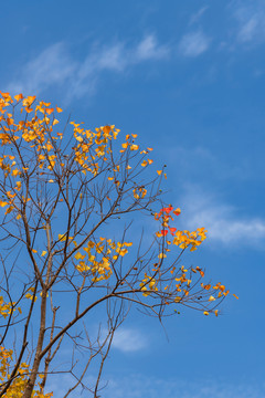 秋天山里的树叶五彩斑斓