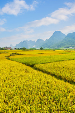 蓝天青山稻田