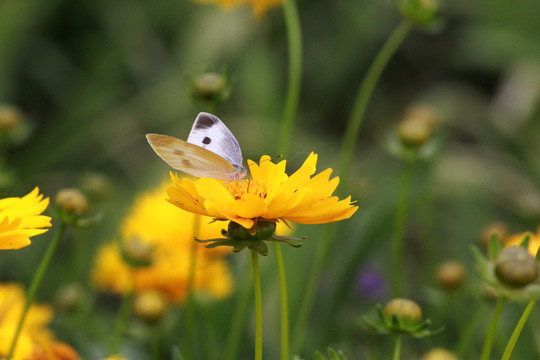 金鸡菊