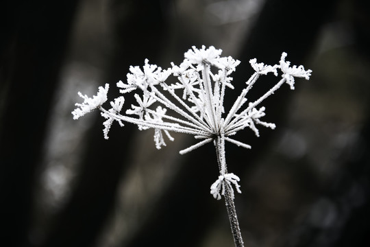 纯洁美丽的冰雪世界