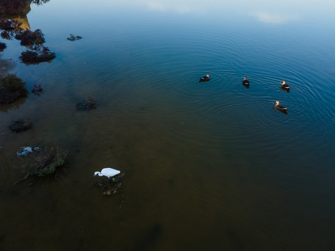 水中白鹭