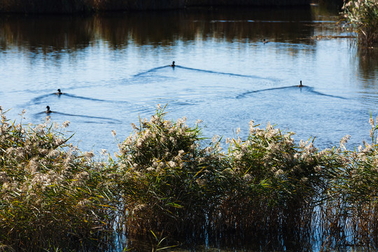 秋季湿地野鸭子
