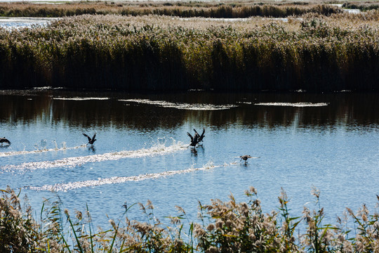 湿地野鸭芦苇荡