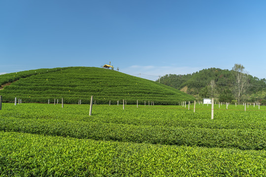 生态茶园