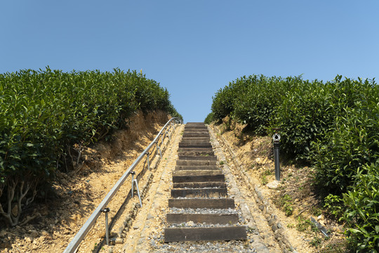 乡村茶园茶田爬坡道