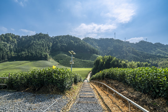 阳光生态茶园