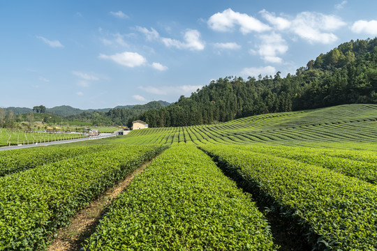 乡村茶园风光