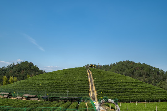 山坡梯田