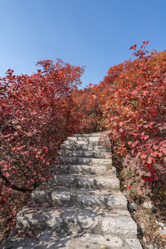 城市公园红叶