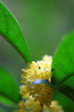 桂花