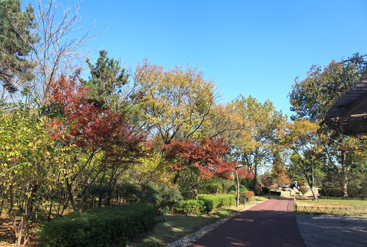 日照植物园秋景