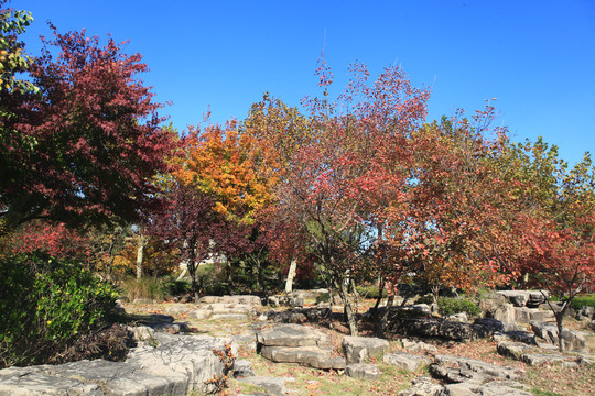 日照植物园