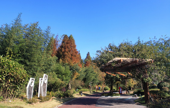 日照植物园秋景