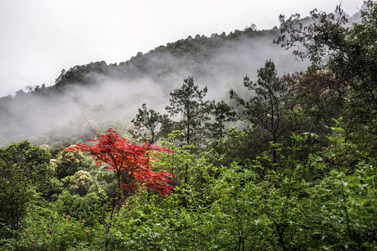 广西贺州姑婆山